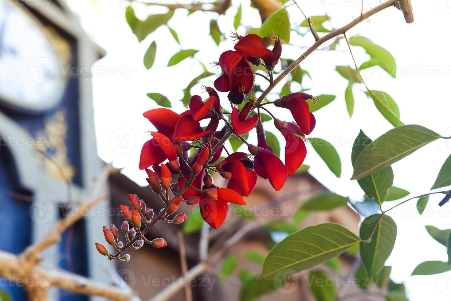 Erythrina crista-galli, often known as the cockspur coral tree growing in Vietnam photo