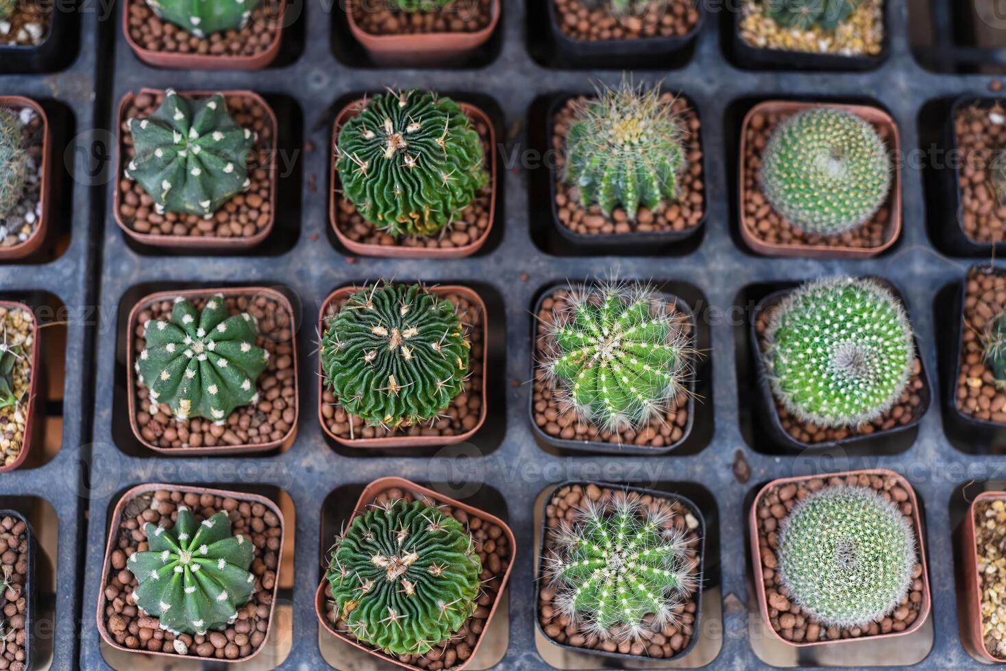 Many potted cactuses of Stenocactus multicostatus or brain cactus, Parodia magnifica, Rebutia,Echinopsis subdenudata at a flower market photo
