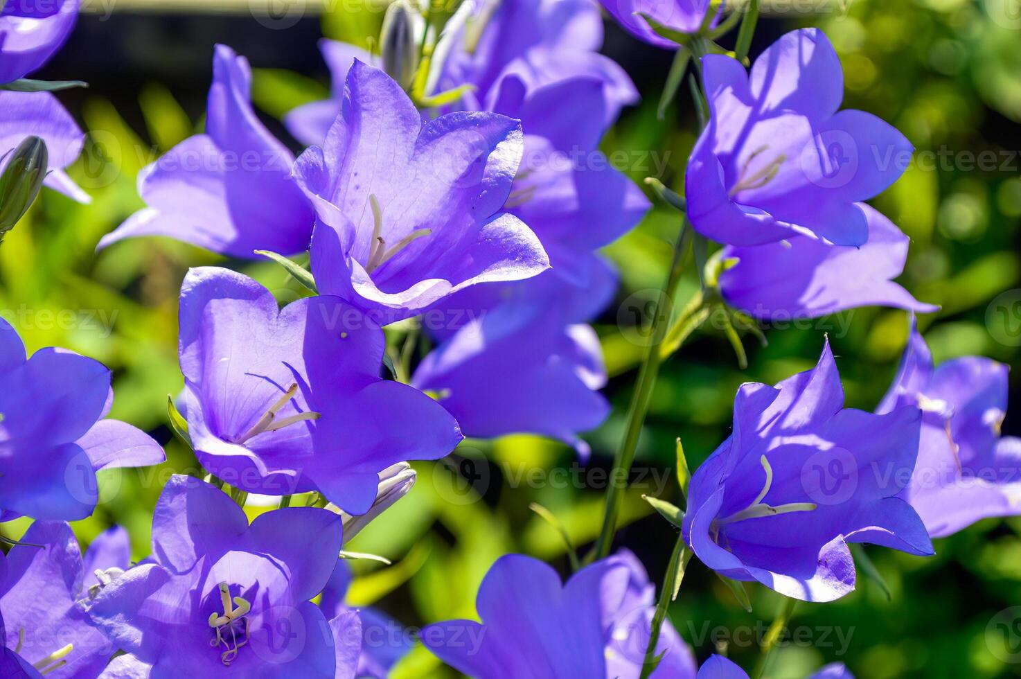 Selective focus of bright bellflowers on sunny summer day photo