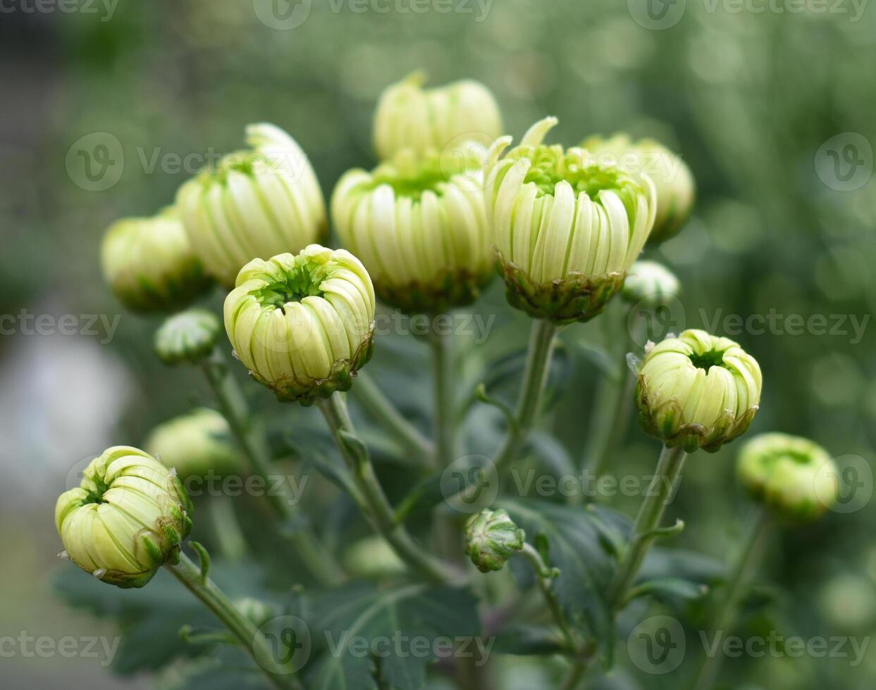 Chrysanthemum koreanum Lime closeup photo