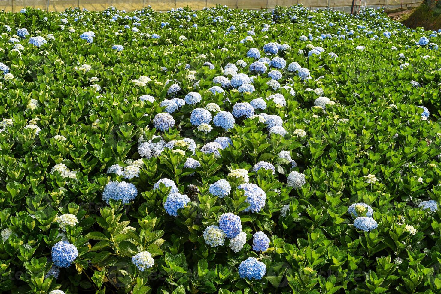Hydrangea field and plantations in the city of Da Lat in Vietnam photo