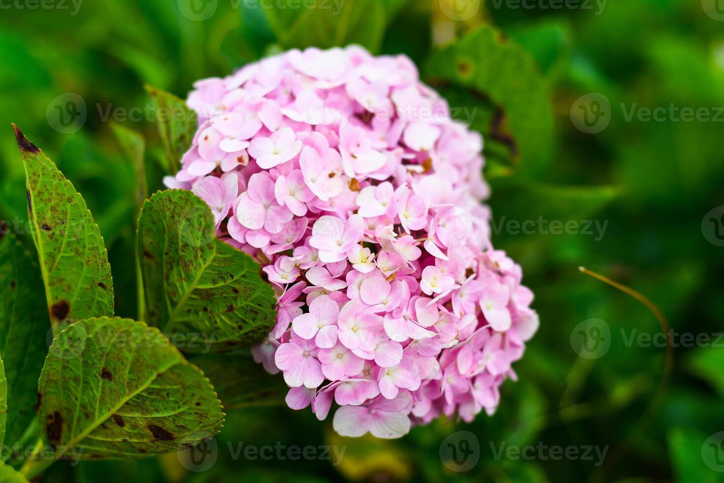 pink Hydrangea flowers in the city of Da Lat in Vietnam photo