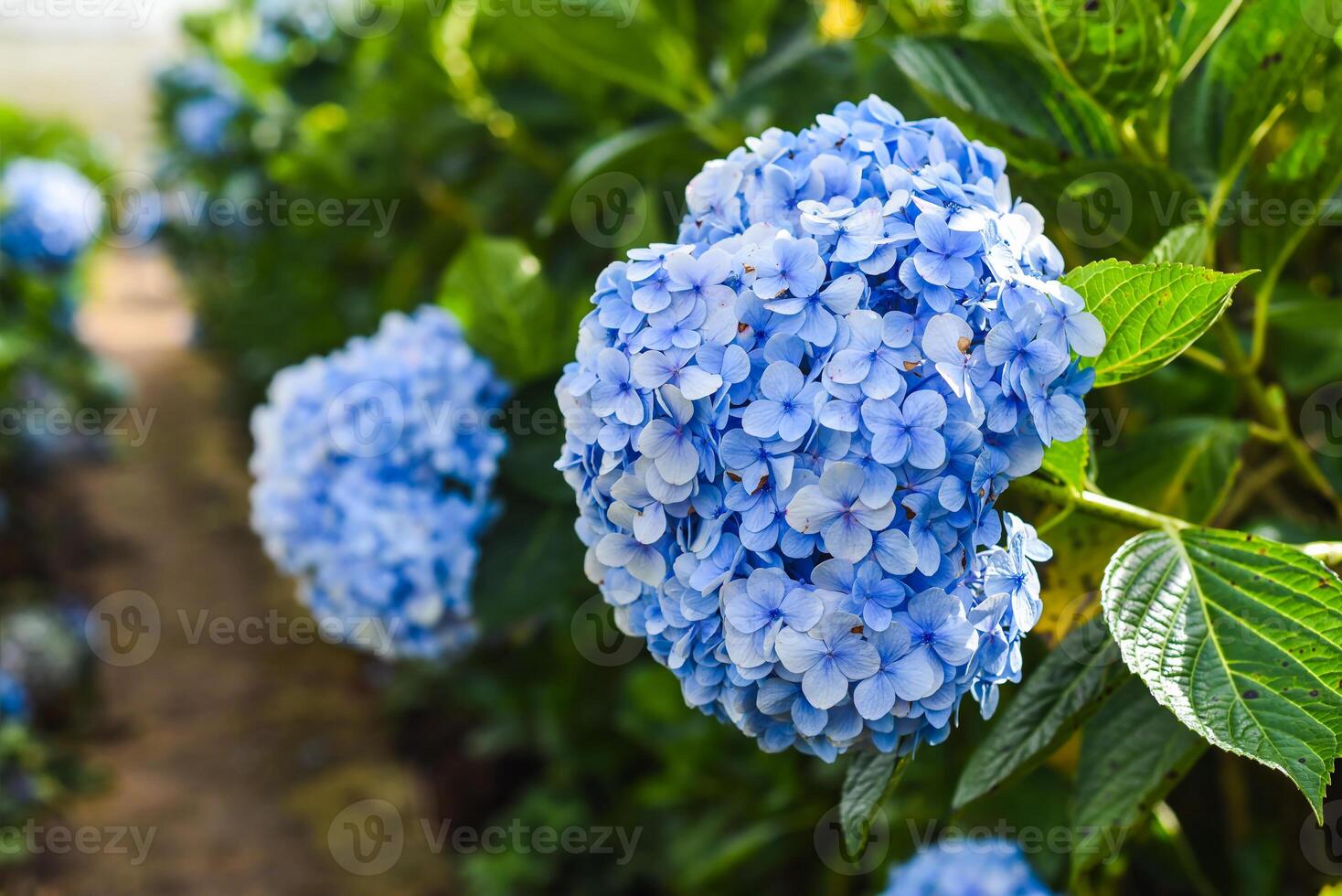 Hydrangea field against greenhouses and plantations in the city of Da Lat in Vietnam photo