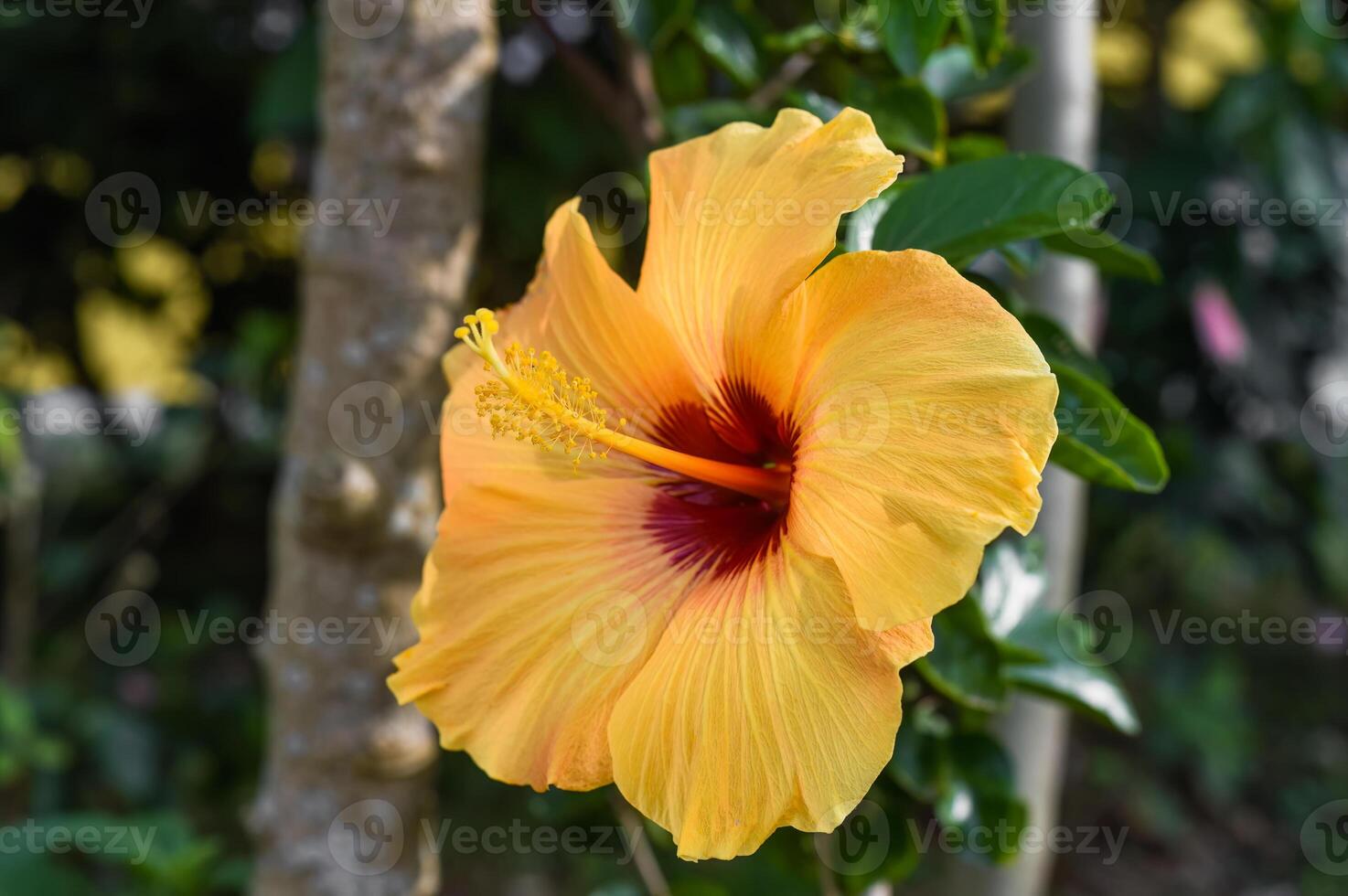 Hibiscus rosa sinensis, Chinese hibiscus, China rose photo