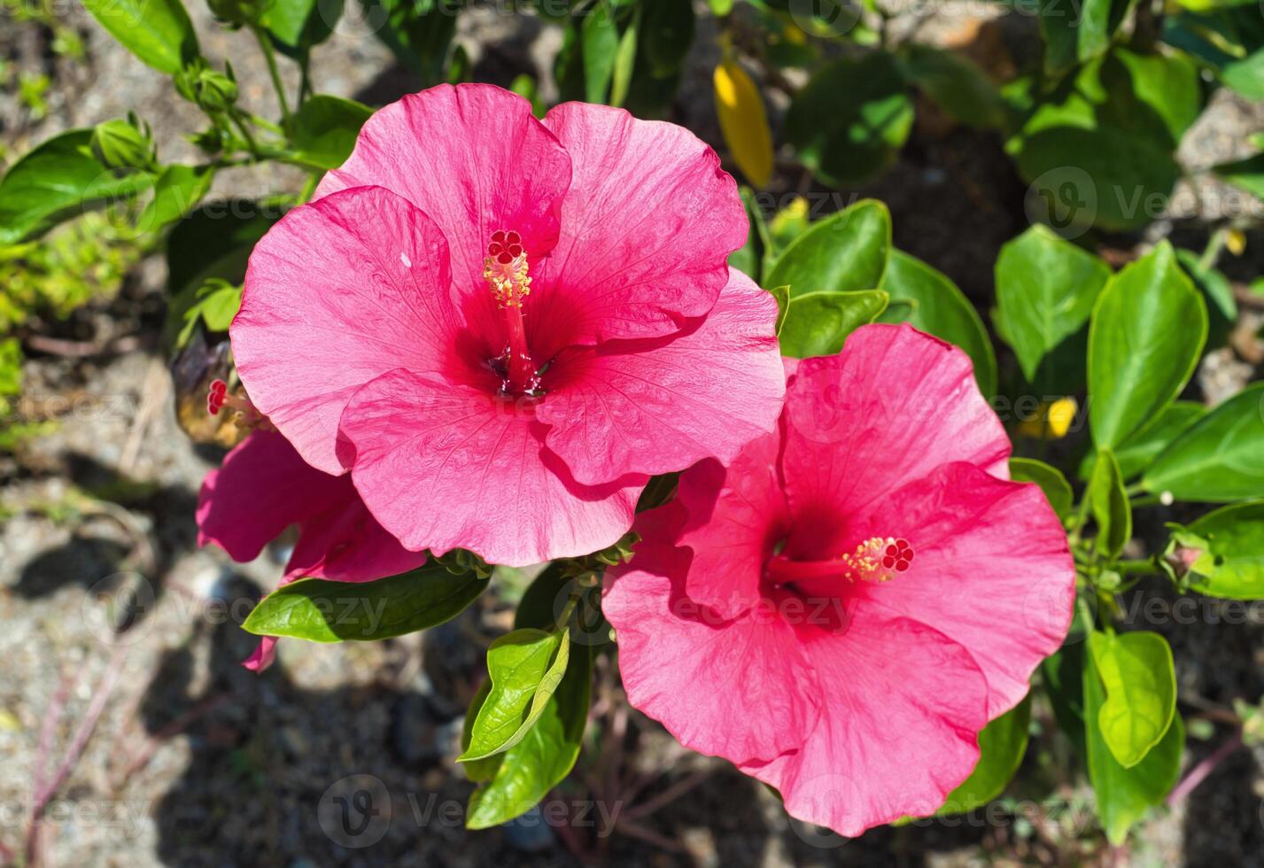 Hibiscus rosa sinensis, known as Chinese hibiscus, China rose photo