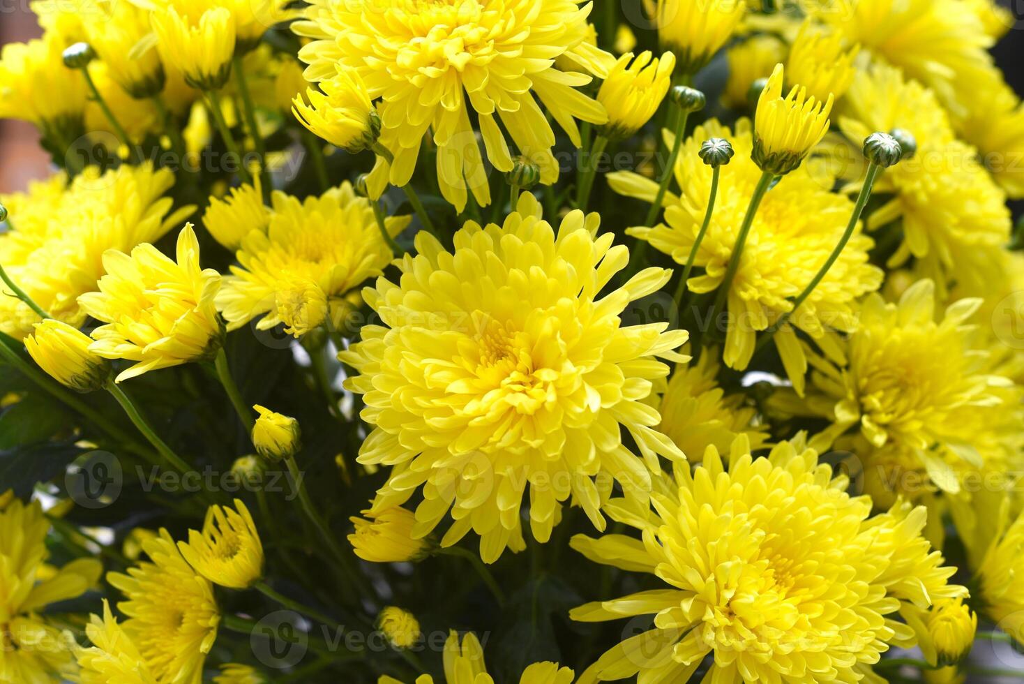 Many yellow chrysanthemums from Da Lat Vietnam. local market photo