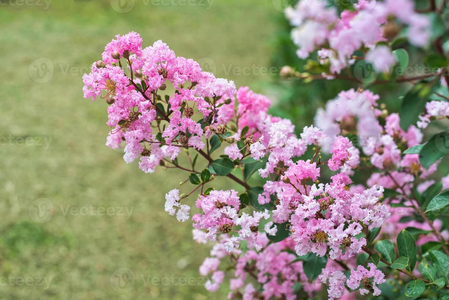 Lagerstroemia commonly known as crape myrtle growing in Vietnam photo
