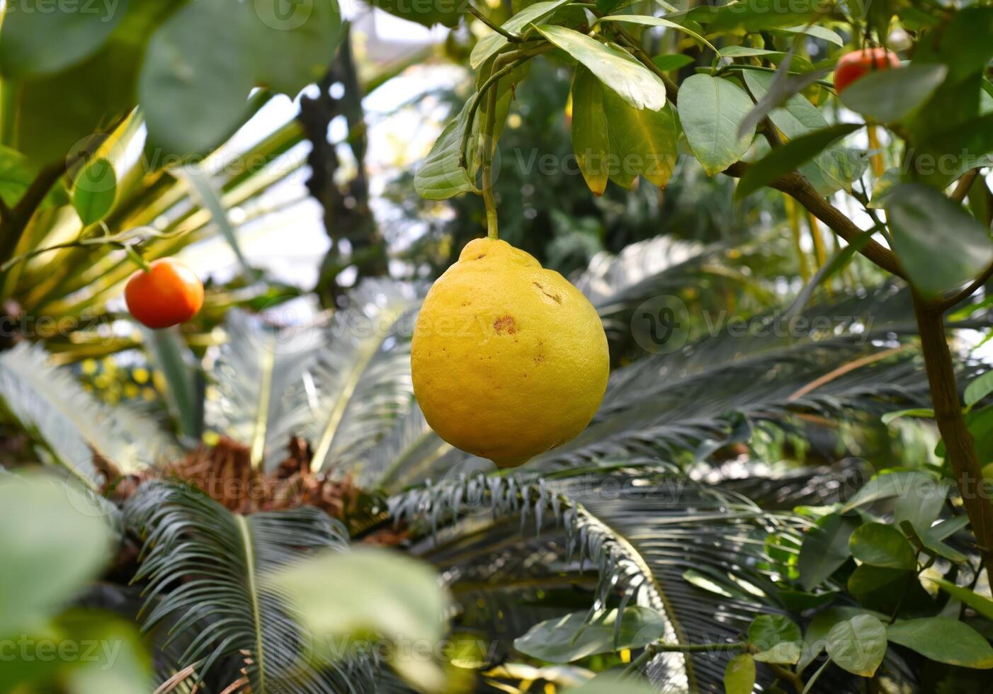 Ripe lemon growing on a branch photo