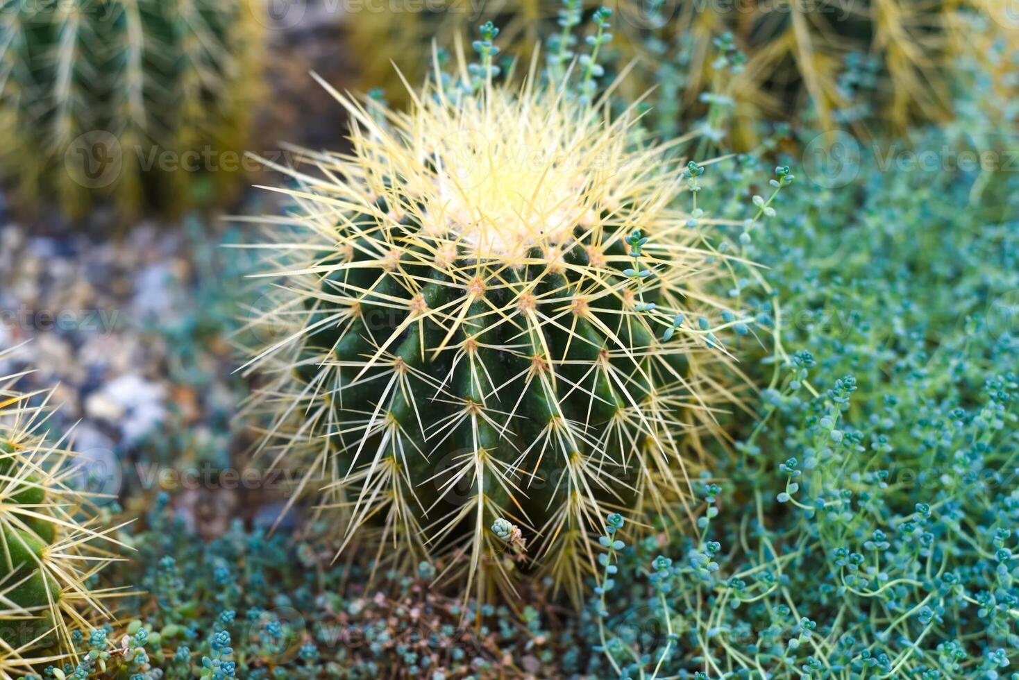 Echinocactus grusonii or Golden Barrel Cactus photo