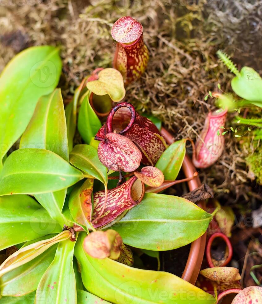 Nepenthes alata carnivorous plant feeds on insects photo