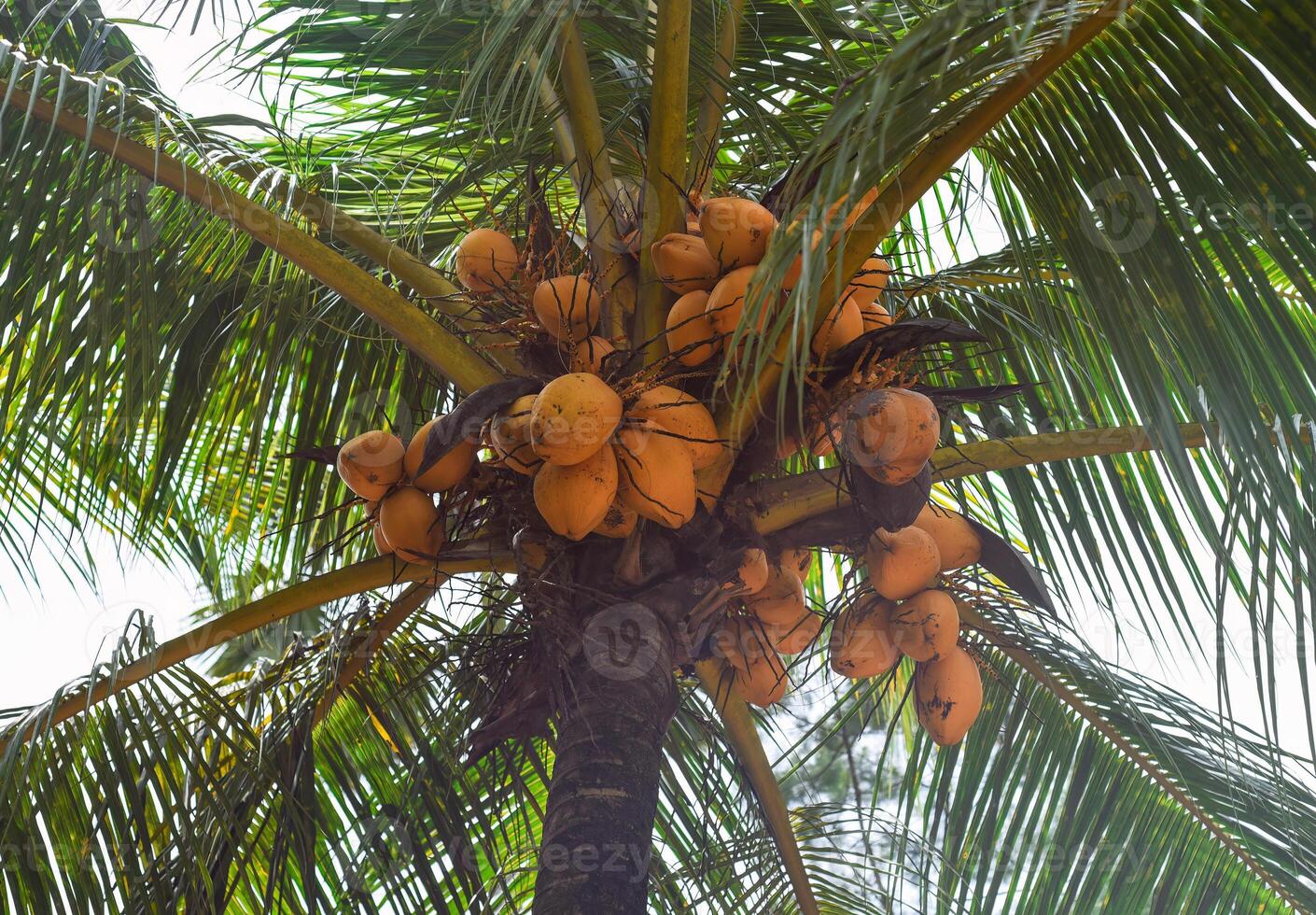 Orange coconuts growing in a palm tree in Malaysia photo