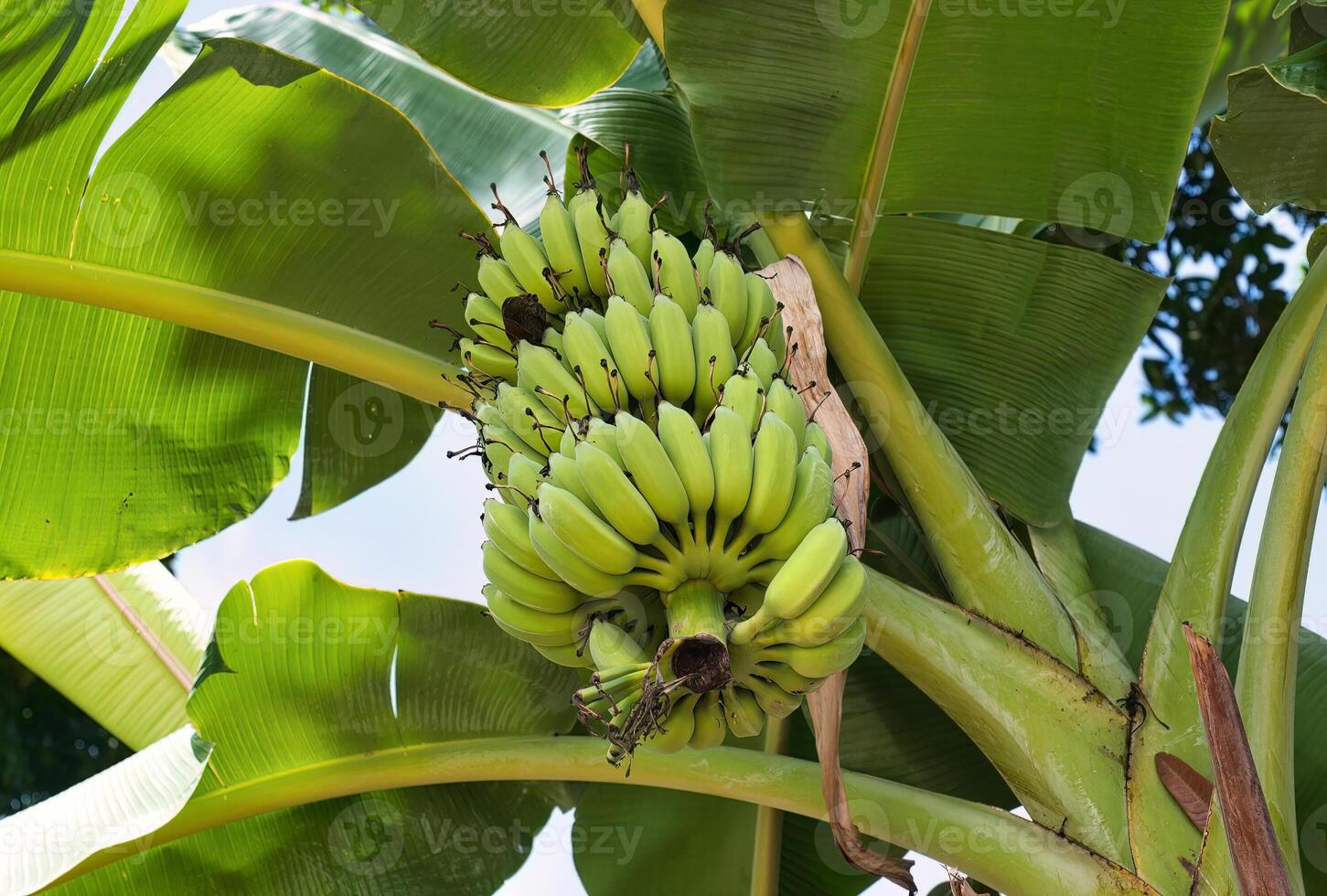 Ripe bananas growing in Vietnam photo