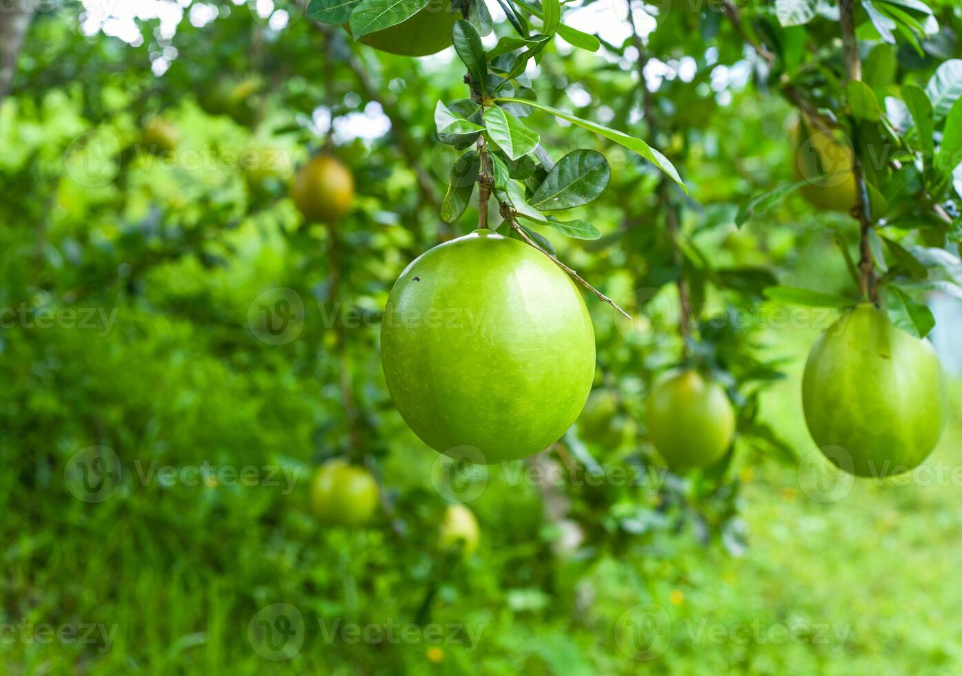 Crescentia cujete, commonly known as the calabash tree growing in Vietnam photo