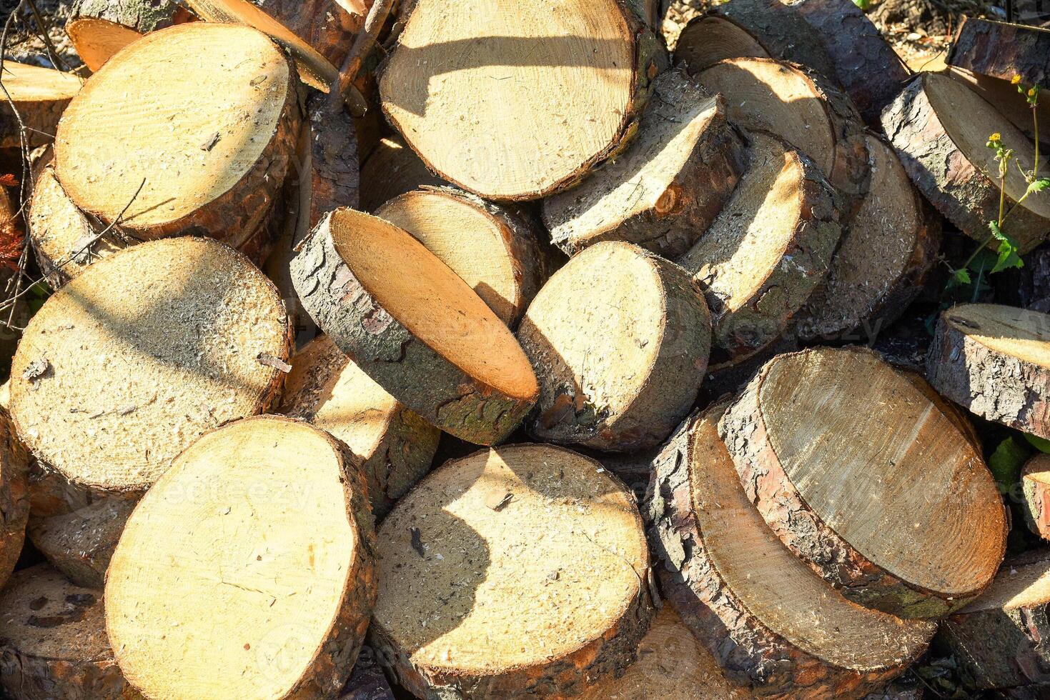 Tree trunk sawn in round pieces with sawdust under sunlight. deforestation photo