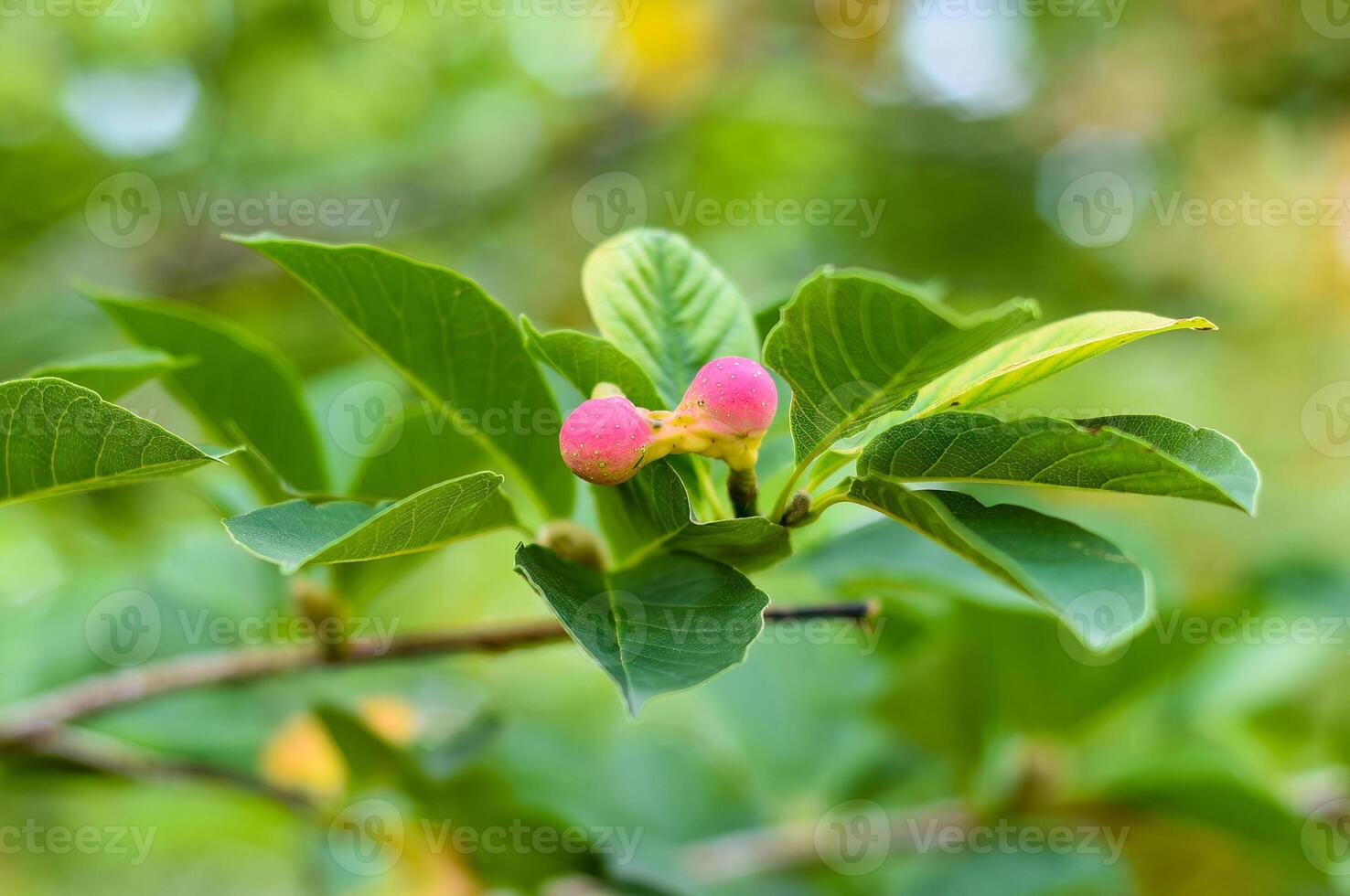 Lobner Magnolia Merrill immature fruit photo
