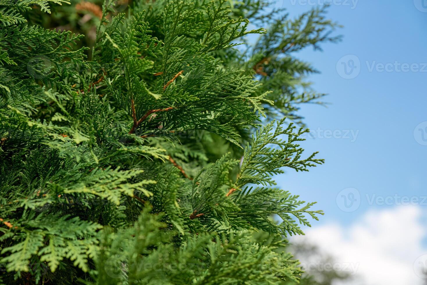 Thuja occidentalis also known as northern white-cedar, eastern white-cedar or arborvitae growing in Russia photo