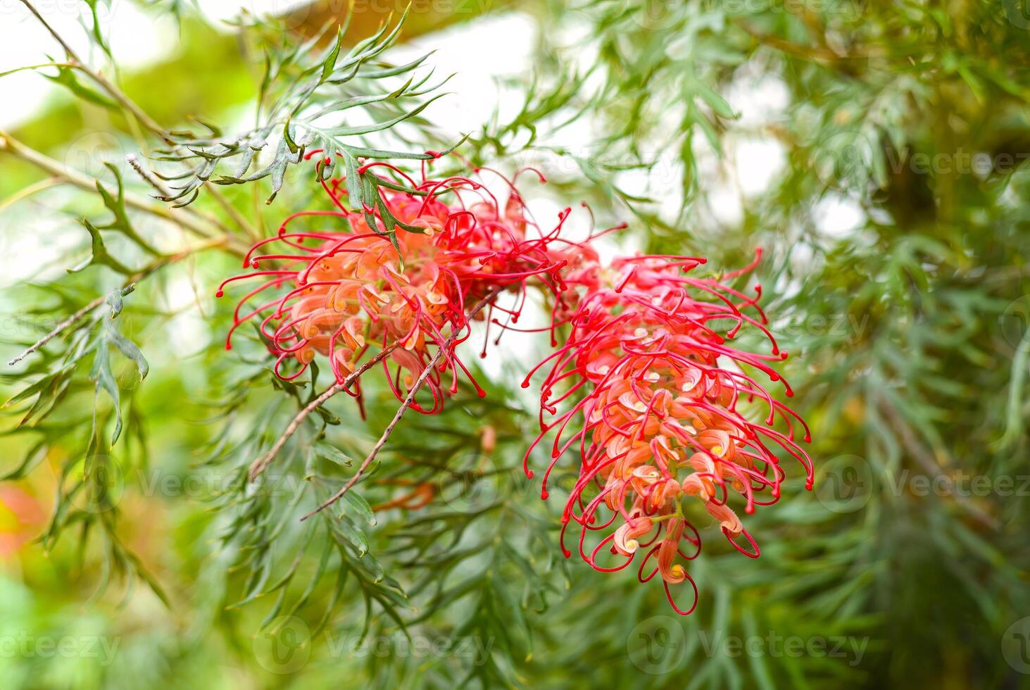 Grevillea Robyn Gordon planted widely in Australia photo