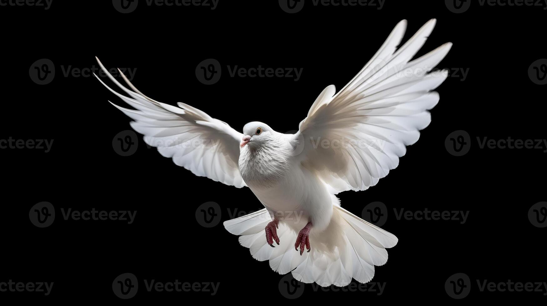 White dove flying in the air on a black background photo