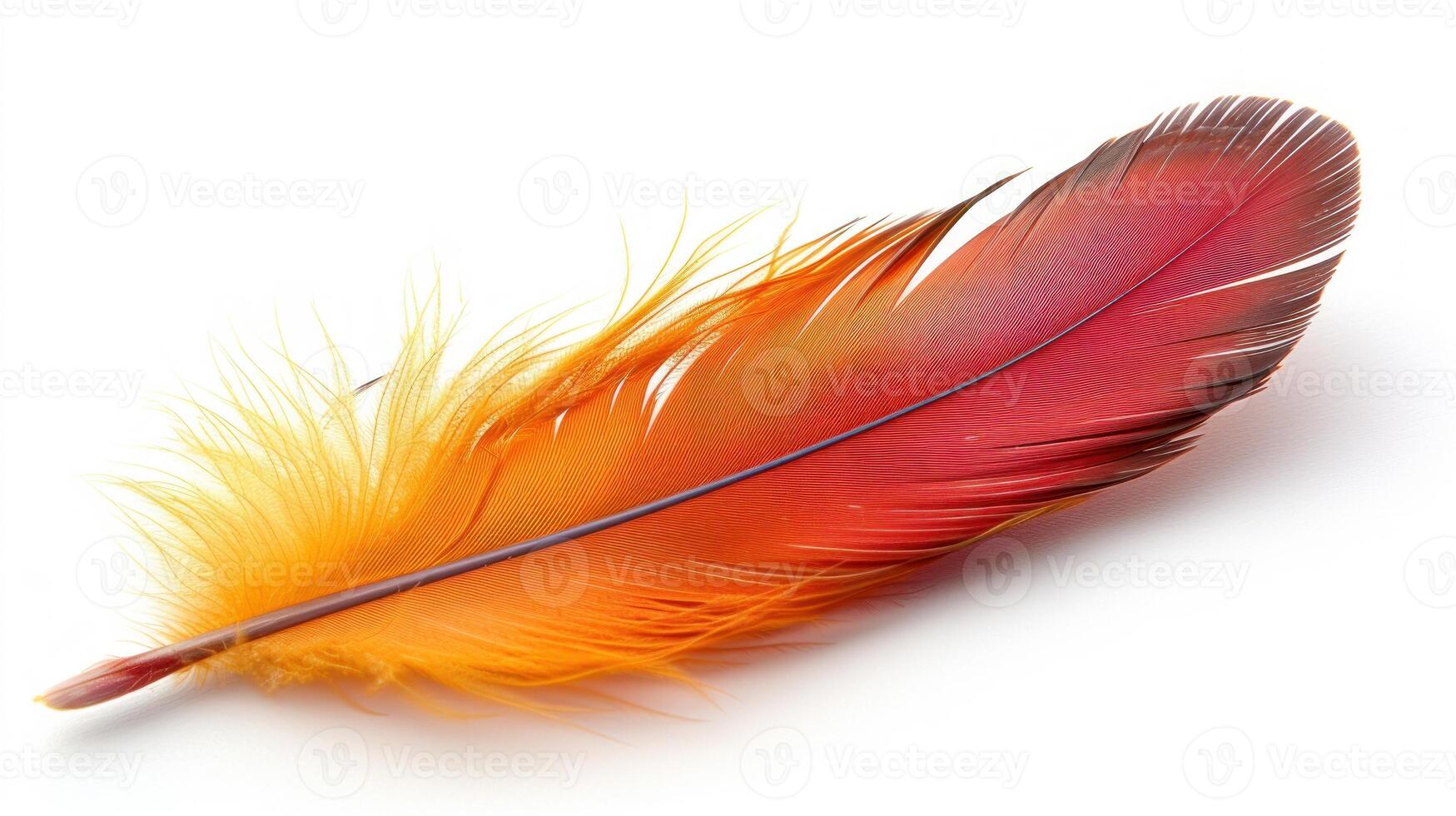 A red and orange feather on a white surface photo