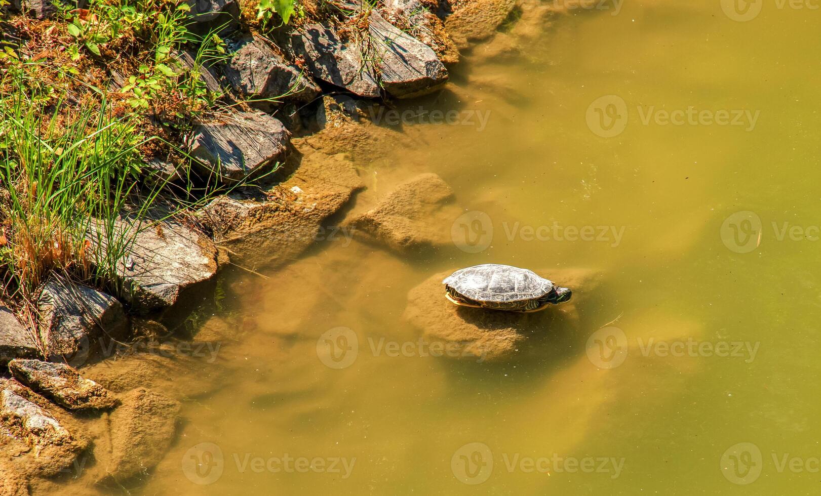 River turtle in the habitat. Turtle in the water photo