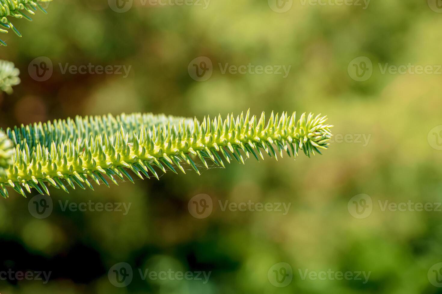 Araucaria araucana Close up on branches with thick and triangular leaves, scale-like with sharp edges and tips of Monkey puzzle tree or Chilean pine photo