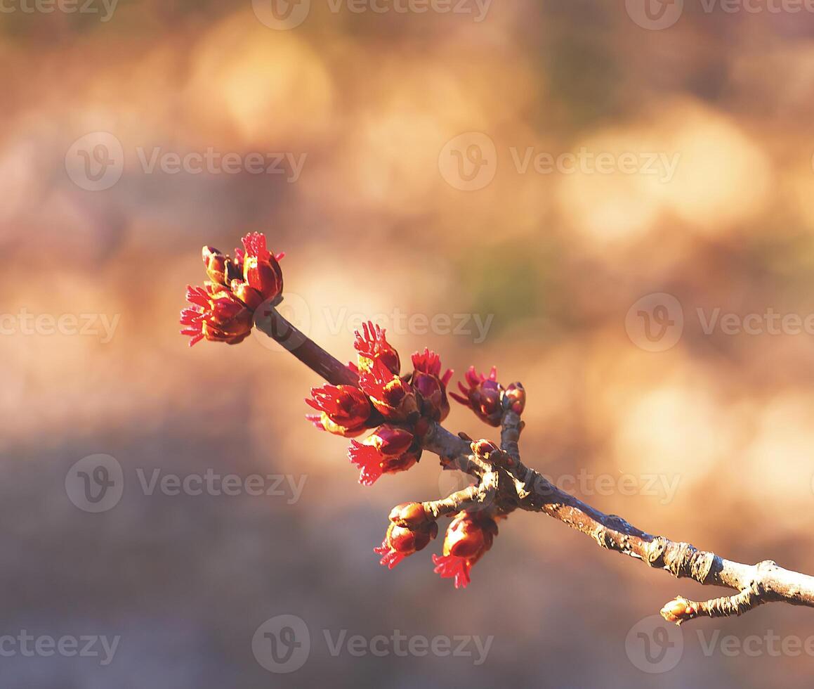 Close-up of red flower buds from a silver maple or brook maple Acer saccharinum in a park in early spring. photo