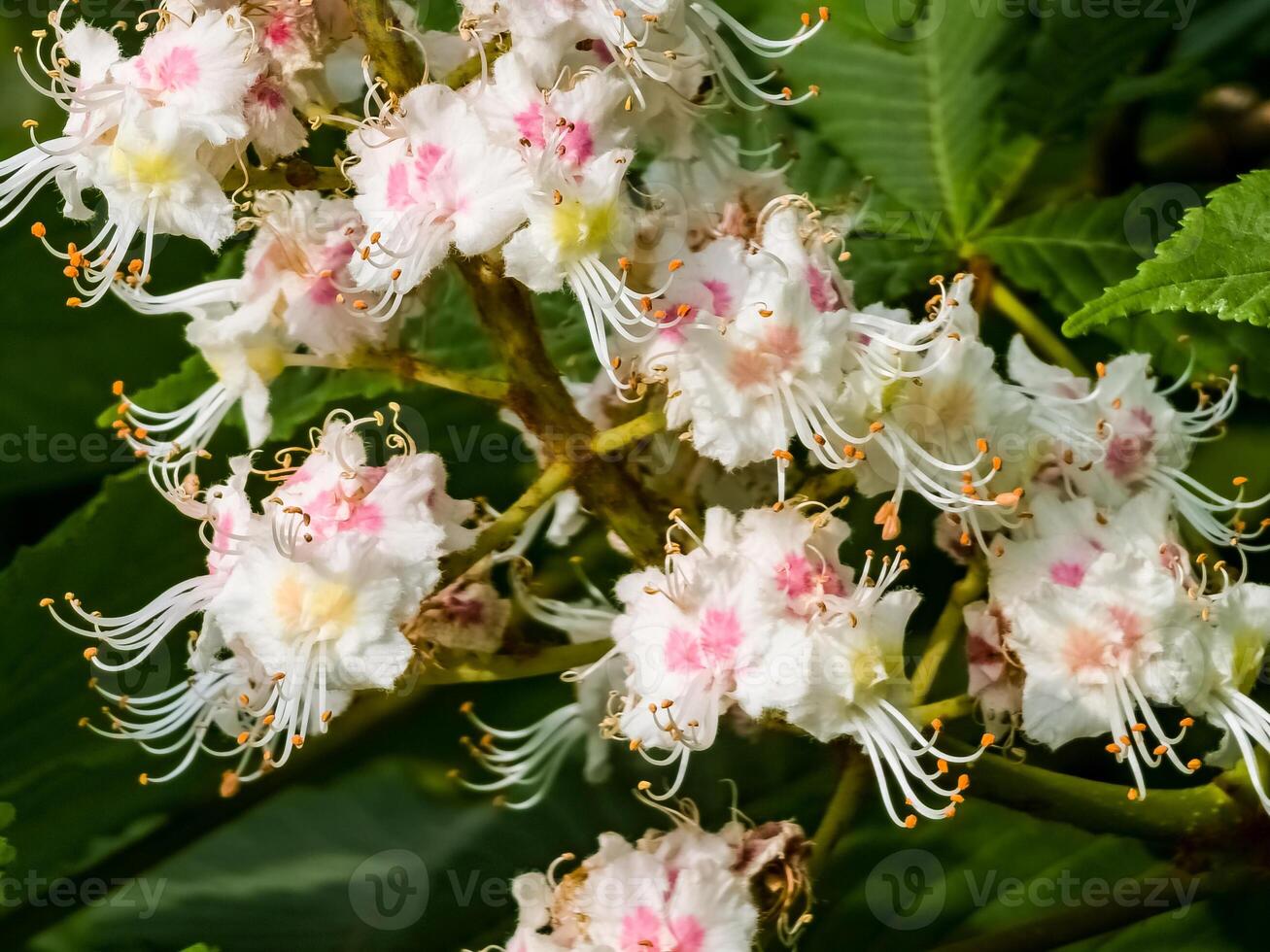 Macro photography of blooming chestnut flowers. Flowering of horse chestnut or common horse chestnut. Close-up photo