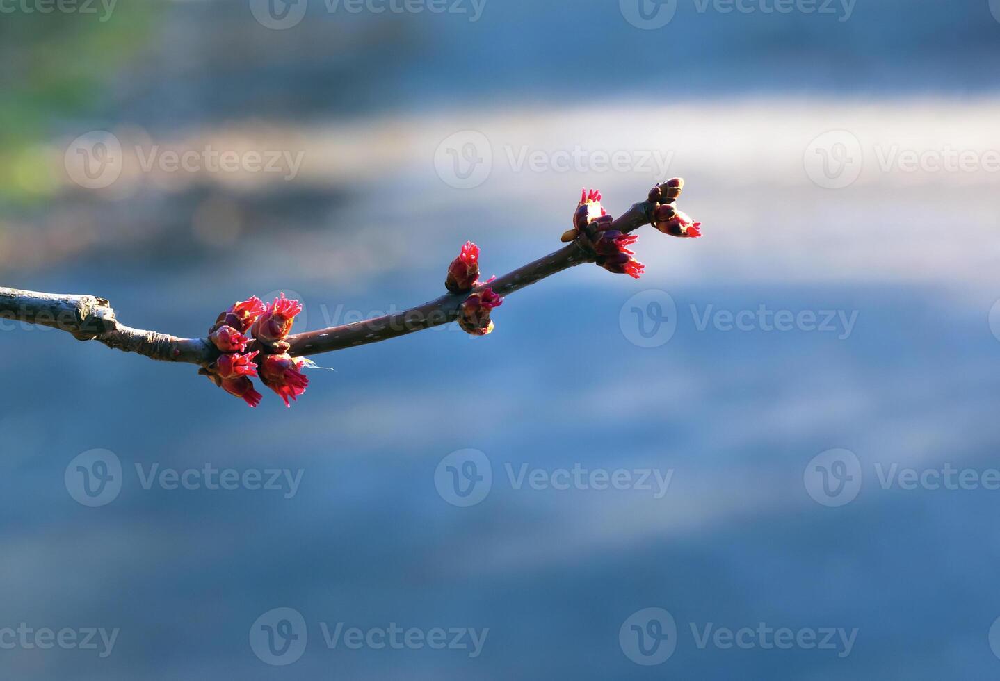 A close-up of the red flower buds of a sugar maple, Acer saccharinum, in a park in early spring photo