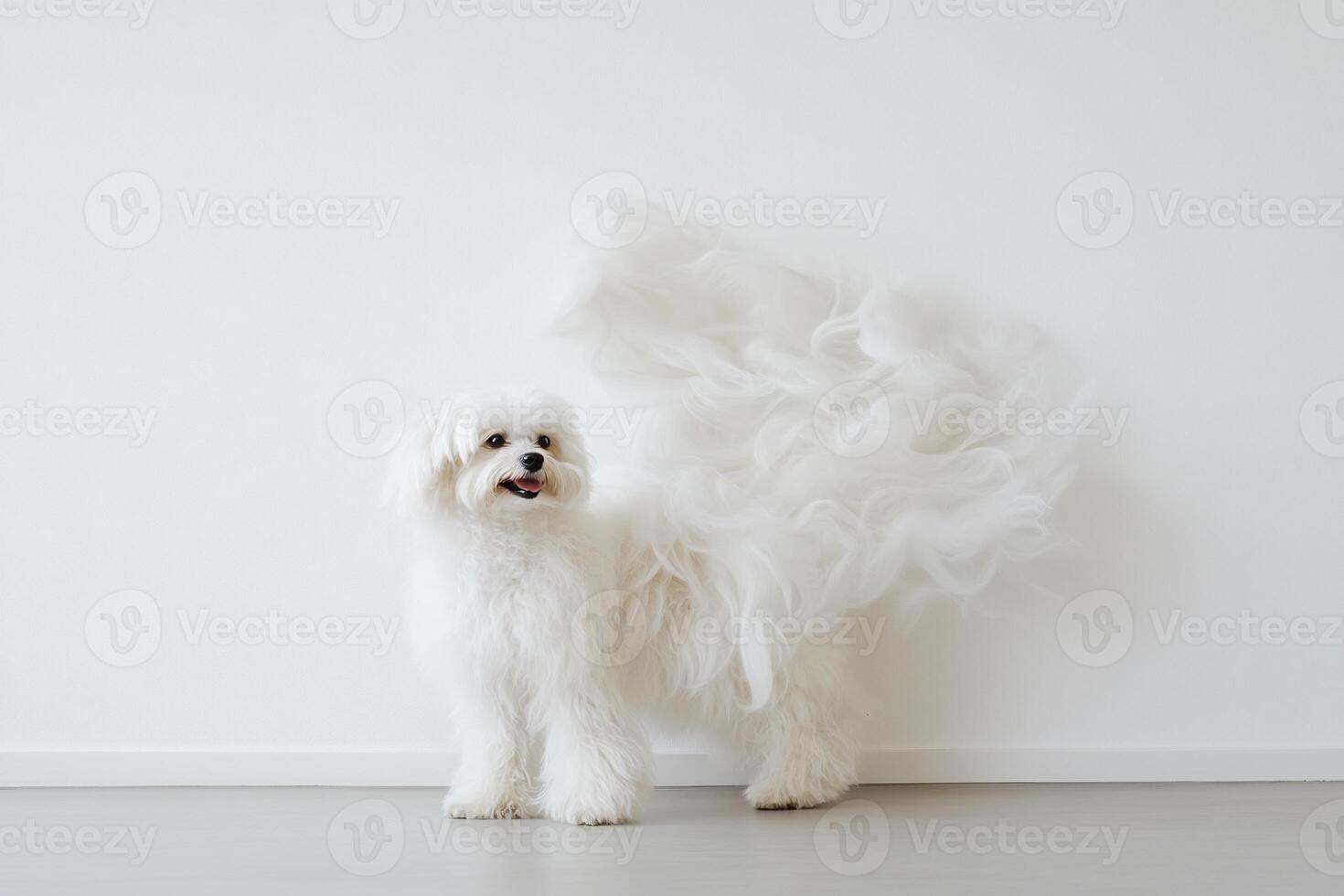 Fluffy white dog, posing photo