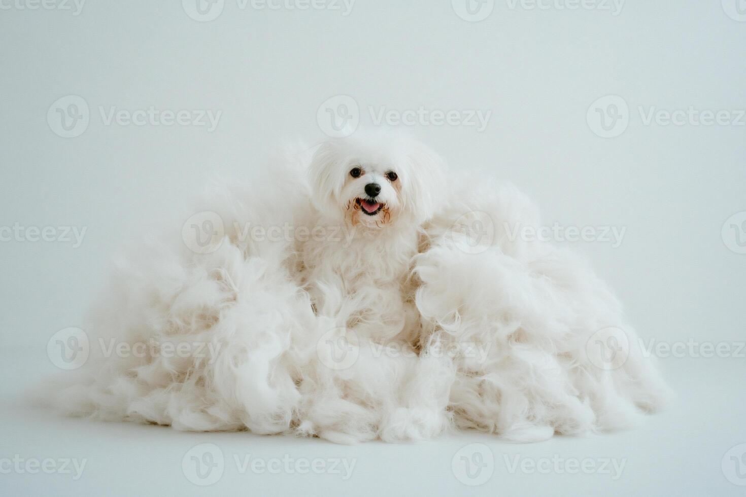 Fluffy white dog in a cloud of white fluff photo