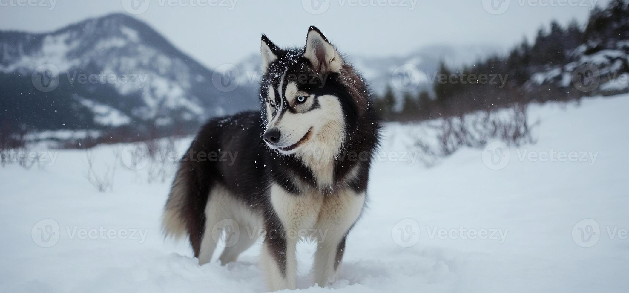 Husky in Snowy Mountains photo