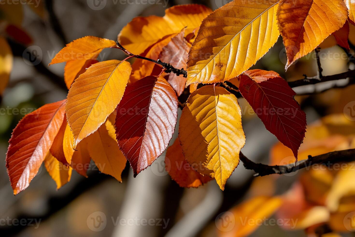 Vibrant fall foliage. Autumn leaves in a mix of fiery orange and russet hues. Sunlight highlights the intricate leaf patterns photo