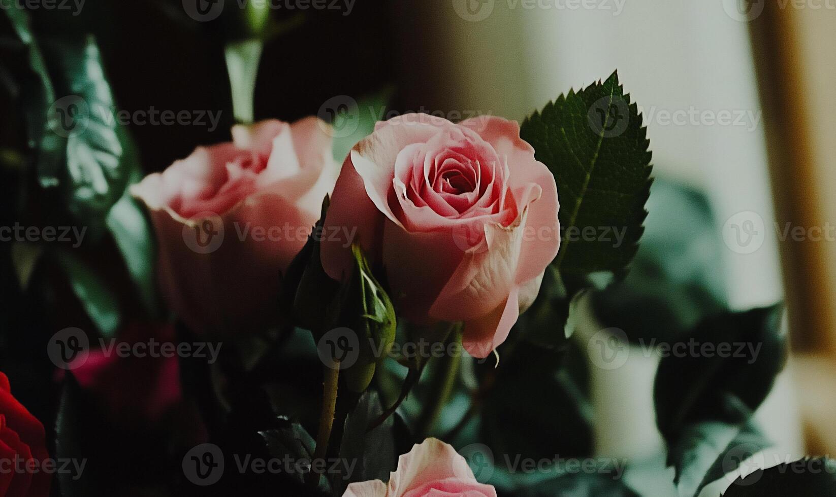 Close-up of delicate pink roses with lush green leaves. A bouquet of roses in soft focus photo