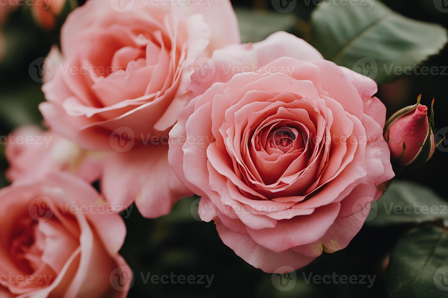 Delicate Pink Roses in Bloom photo