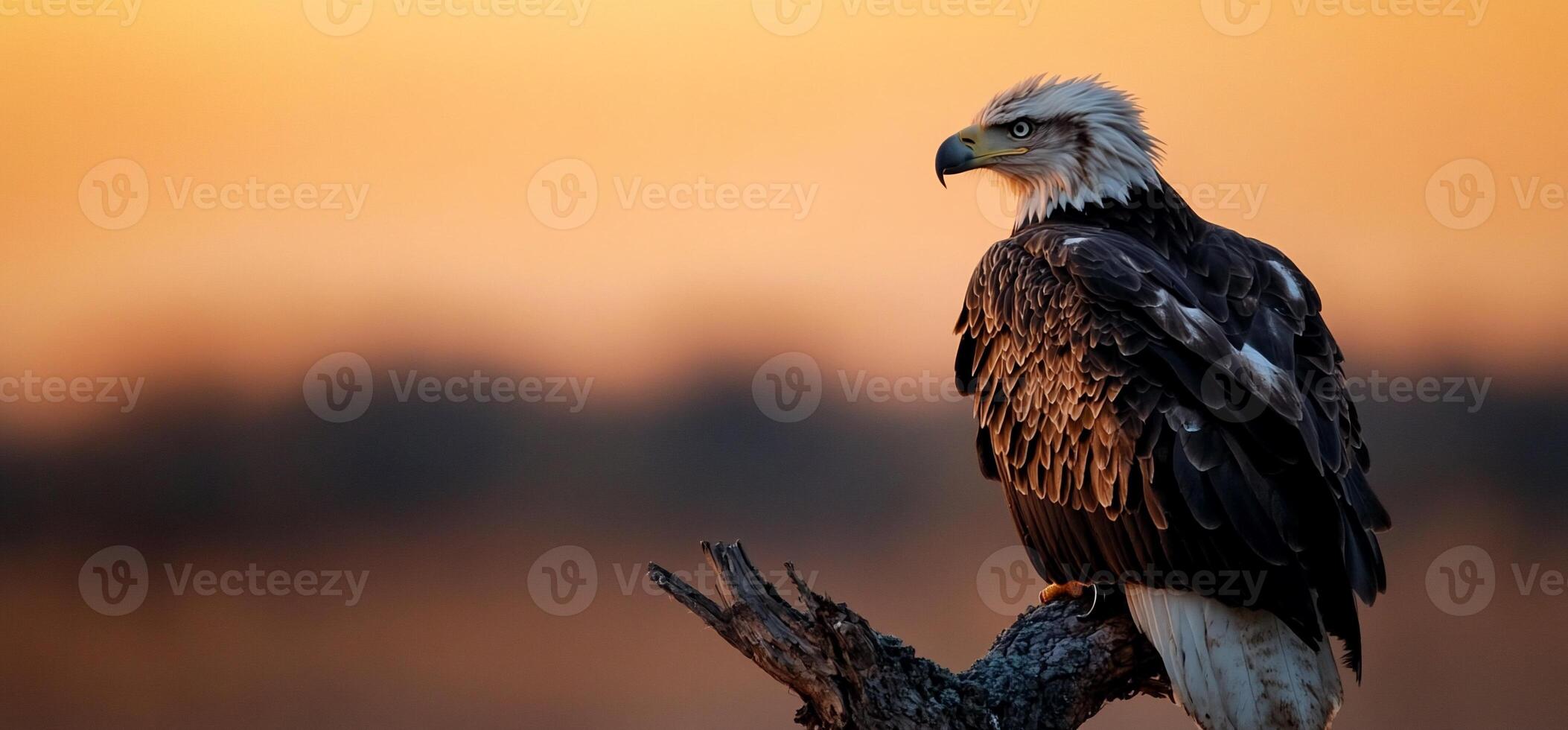 An eagle sits on a branch at sunset photo