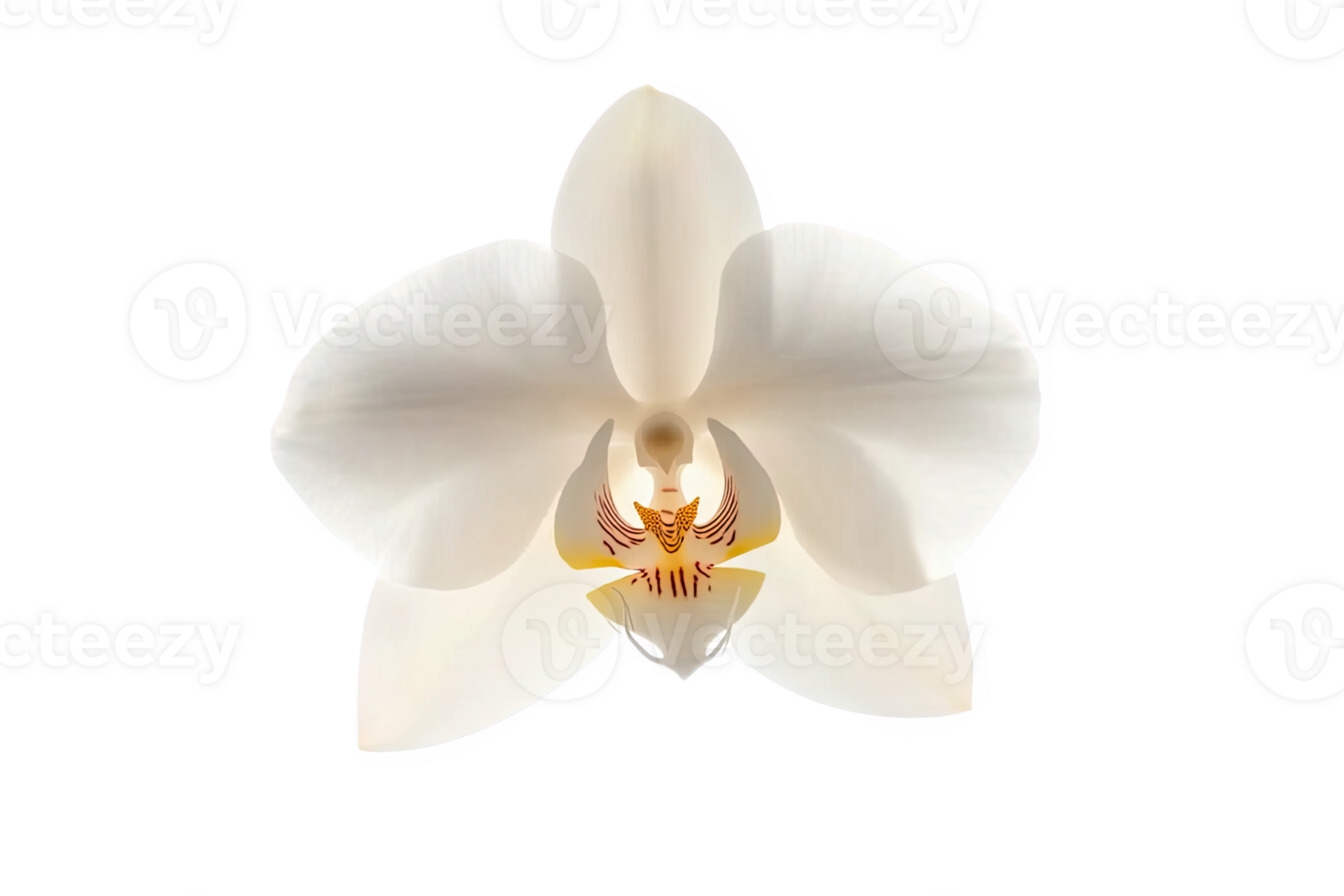Elegant white orchid flower with soft petals on a transparent background. png