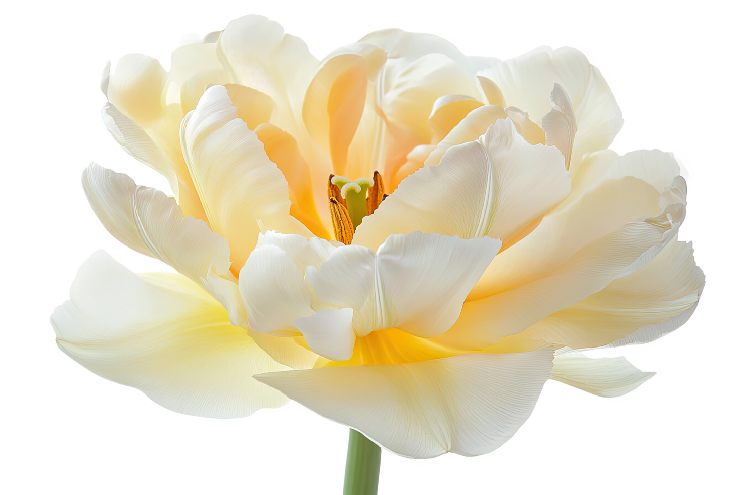 Close up of White and Yellow Tulip Bloom with Transparent Background in Studio Lighting png
