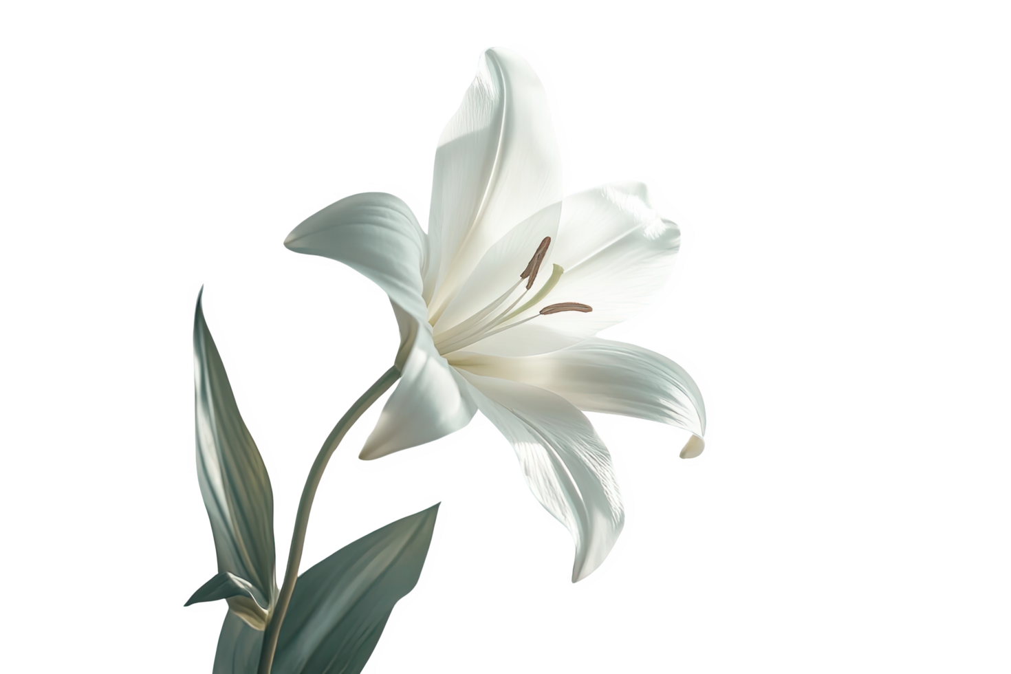 Elegant White Lily with Detailed Petals and Green Leaves on Transparent Backdrop png