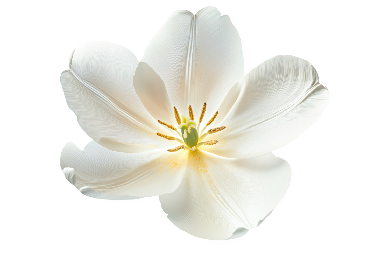 Isolated Single White Tulip Flower with Visible Petals on Transparent Backdrop png