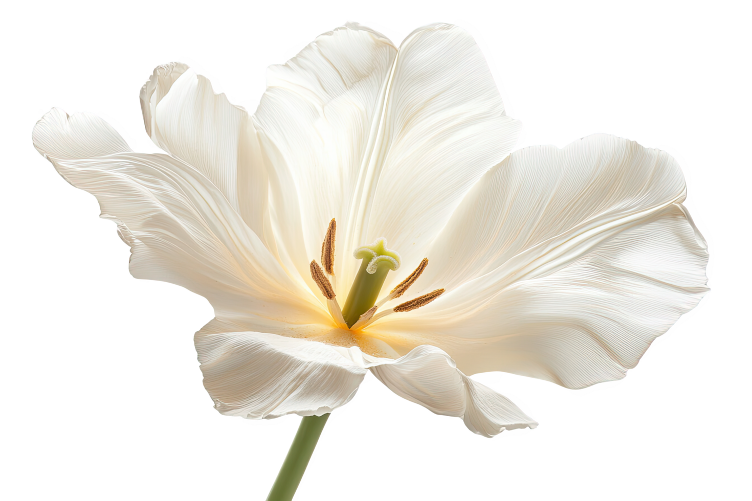 Isolated White Tulip Flower Bloom on Transparent Background Studio Shot png