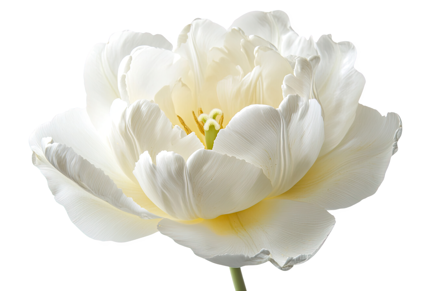 Elegant White Tulip Flower Blossom on Transparent Background Close Up png