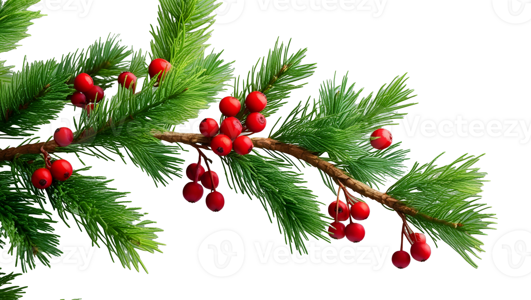 Cotoneaster bush, red berries covered with Tech Transparent Background png