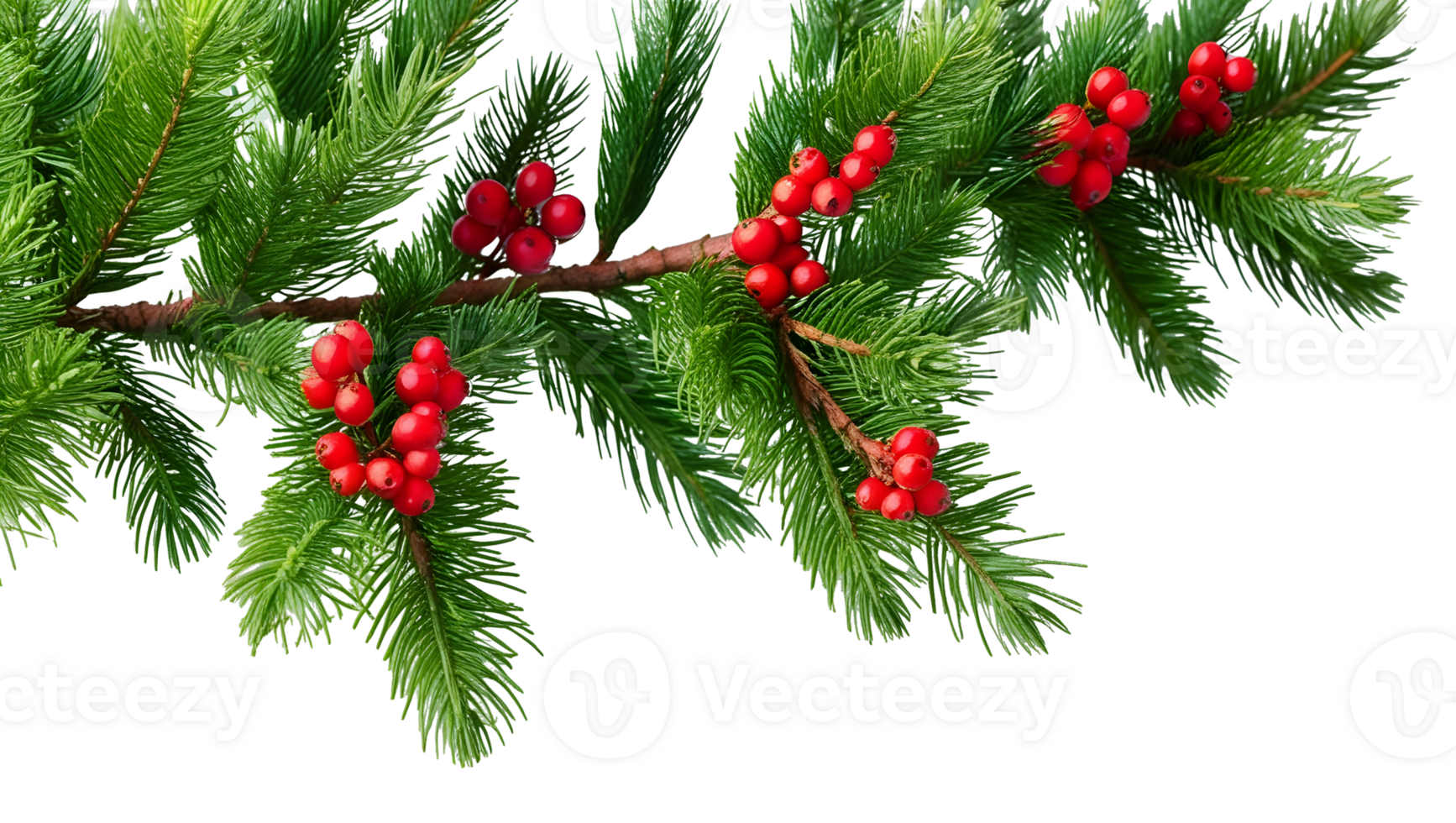 Cotoneaster bush, red berries covered with Creative Transparent Texture png