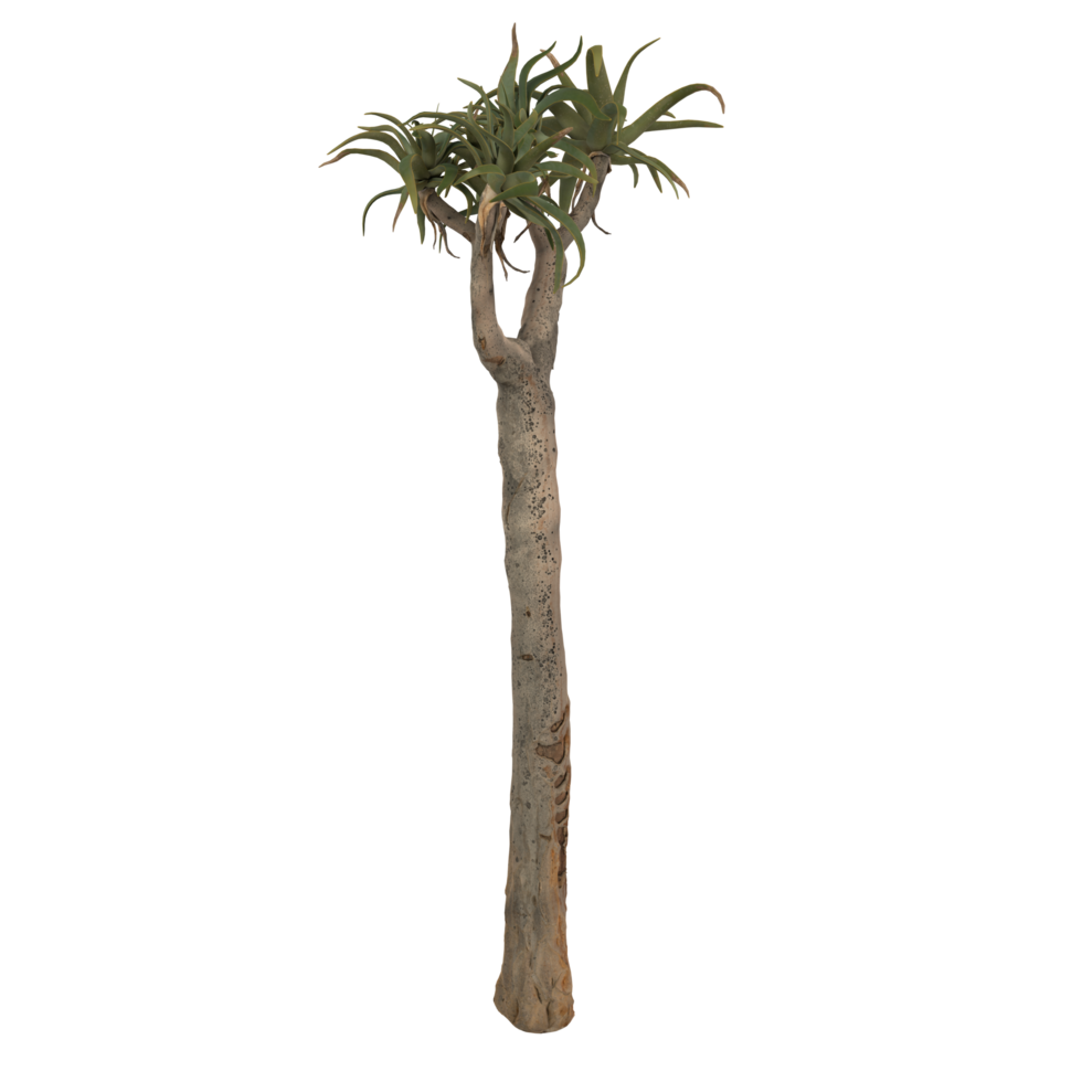 Unique 3D rendering of a tall, textured tree with distinctive foliage png
