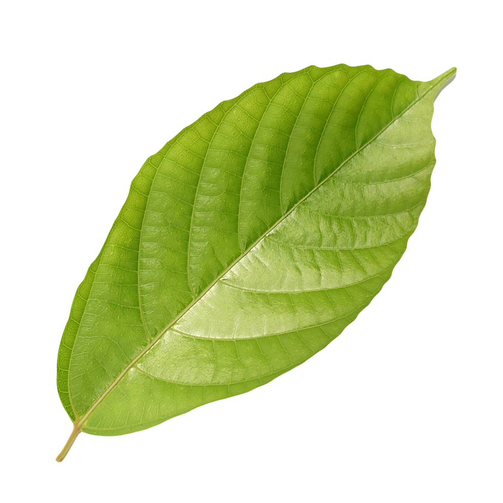 green leaves isolated on transparent background png