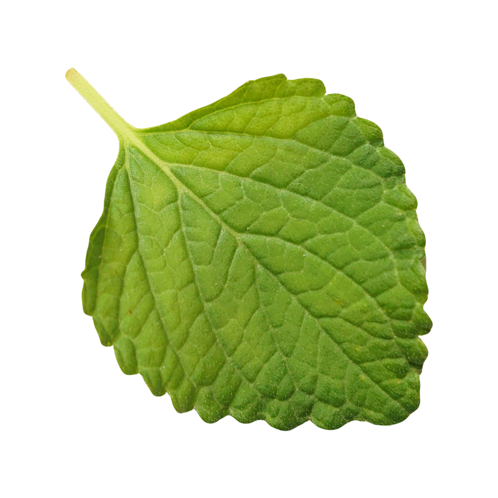 a single leaf isolated on a transparent background png