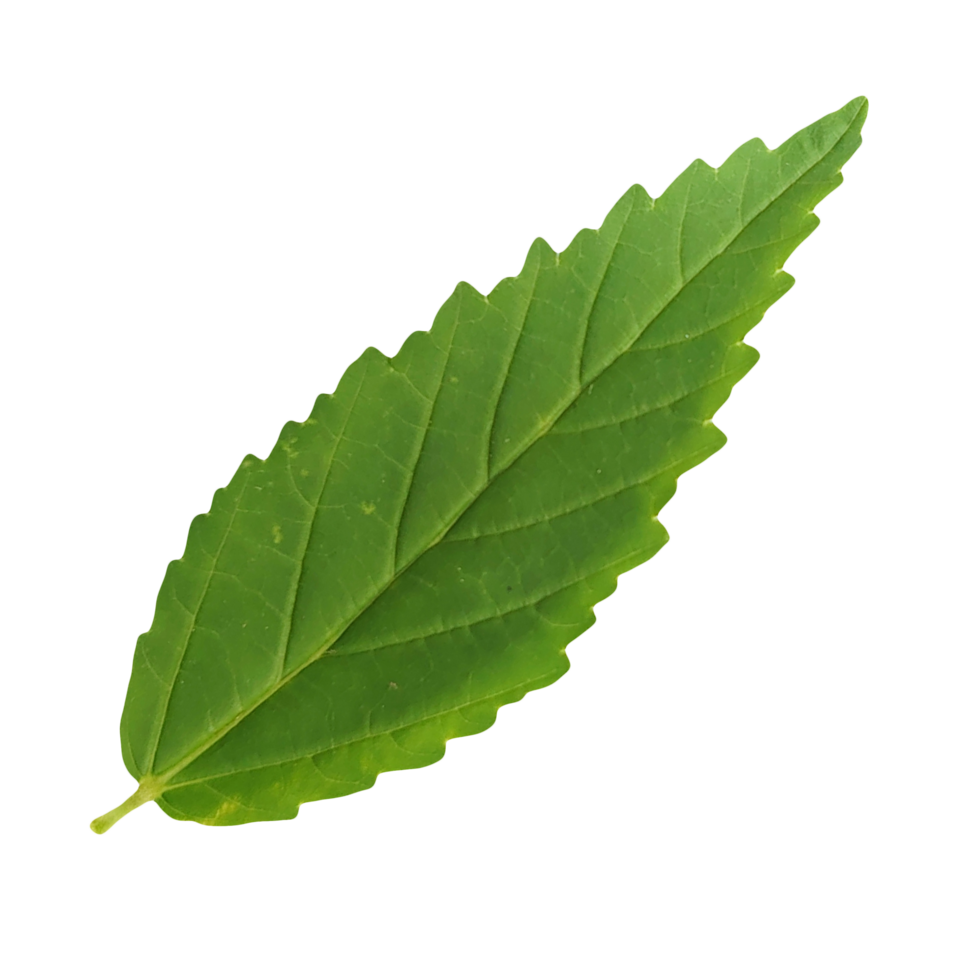 a green leaf isolated on transparent background png