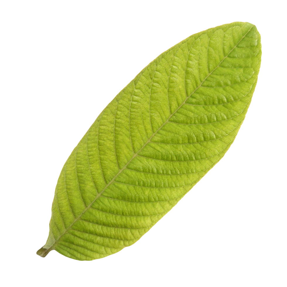 guava leaf isolated on transparent background png