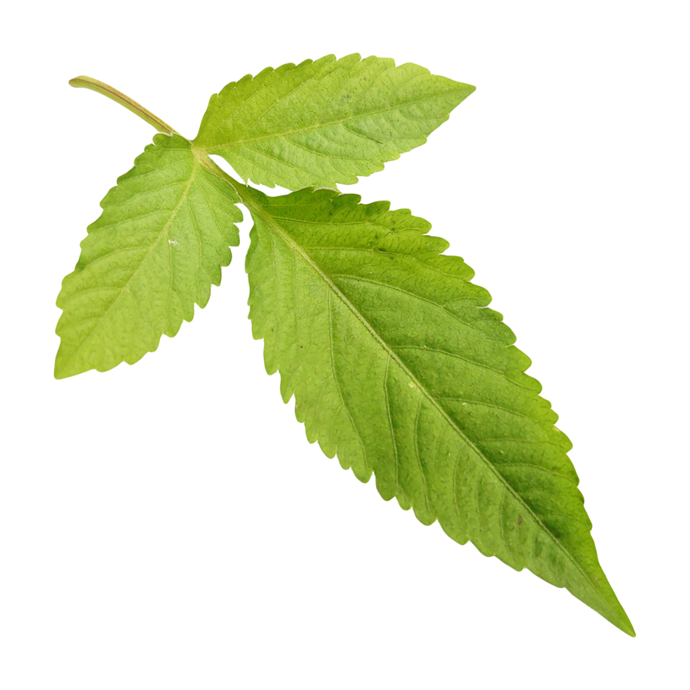 a leaf with green leaves on a transparent background png