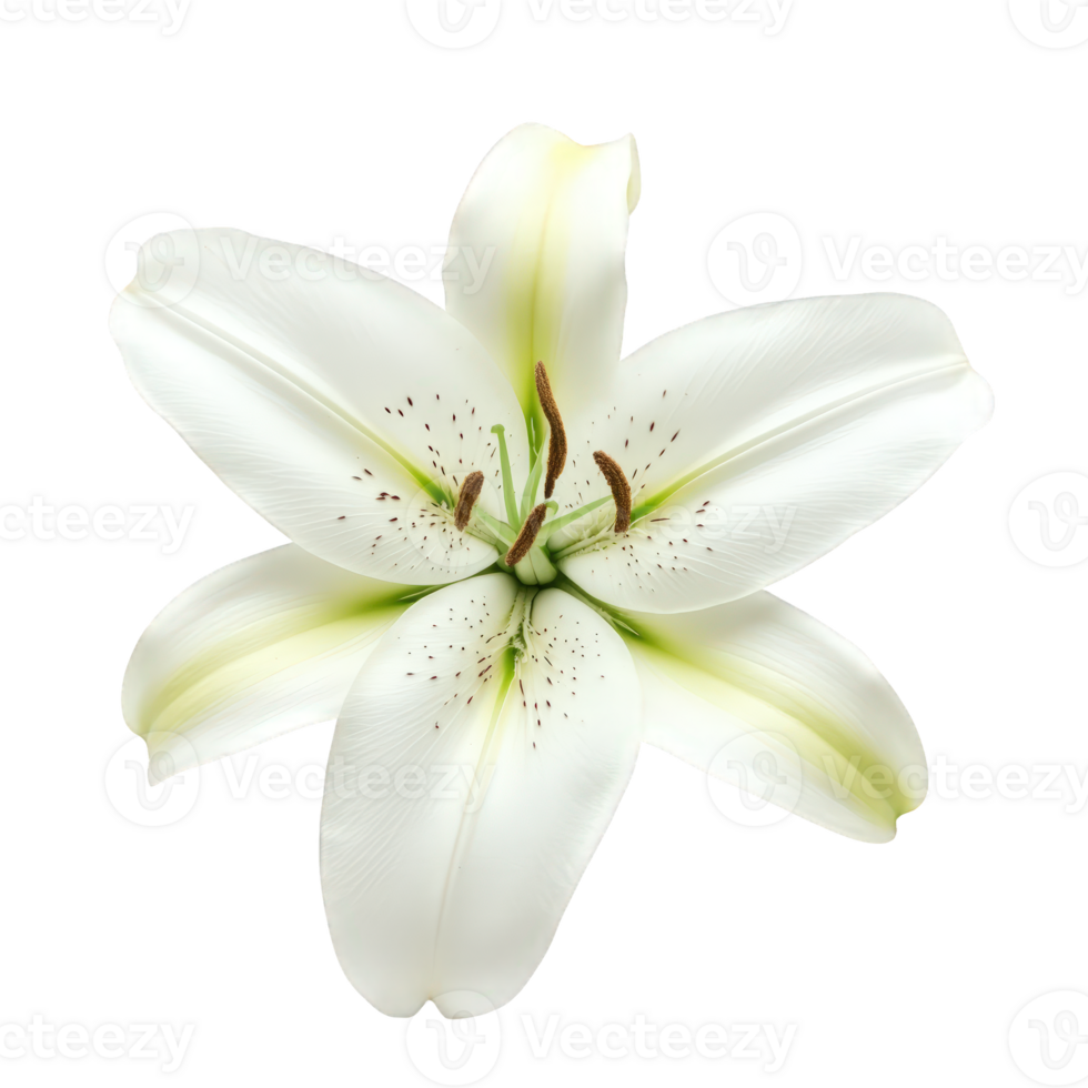 Realistic flower white lily artificial isolated on transparent background, perfect for design projects png